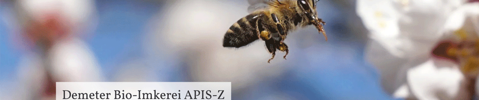 Screenshot der Startseite kinder-träumerei.at