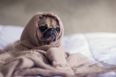 Mops in Decke gekuschelt