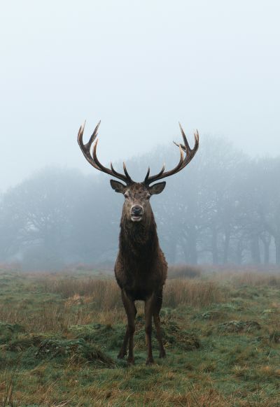 Ein Hirsch mit großem Geweih im Wald